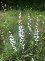Maryland Biodiversity Project - White Colicroot (Aletris farinosa)