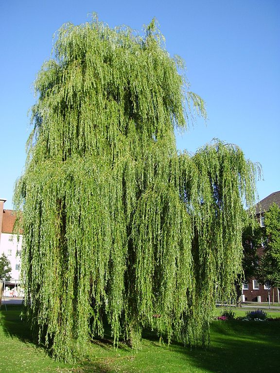 A weeping willow (Salix × sepulcralis 'Chrysocoma')