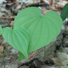 Wild Yam (Dioscorea villosa) - Herbal Healing Inc.