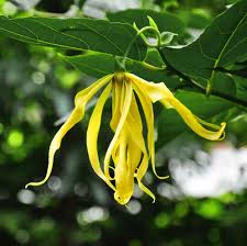 Ylang Ylang Complete Essential Oil (Cananga odorata var. genuina)